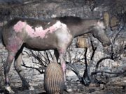 Piden ayuda para los animales heridos tras los incendios en Potrerillos