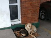 Tunuyán: internaron a su dueño en el hospital, siguieron la ambulancia y lo esperan en la puerta